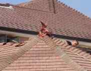 guernsey roof dragon multi side roof thumb